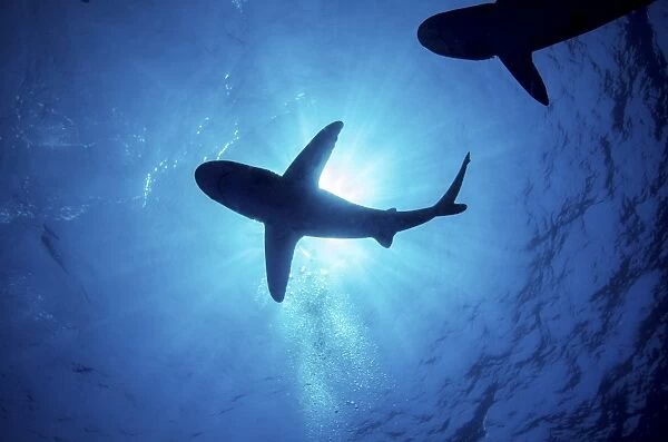 Silhouette of an oceanic whitetip shark with rays of light shining through