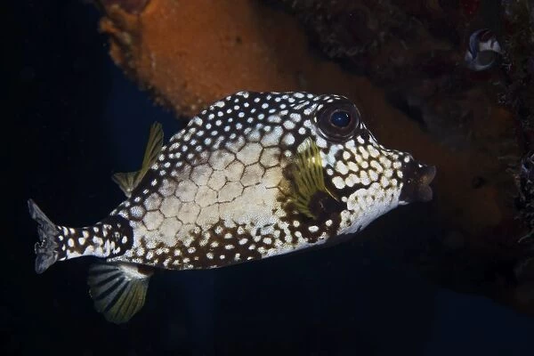 Smooth Trunkfish, Bonaire, Caribbean Netherlands