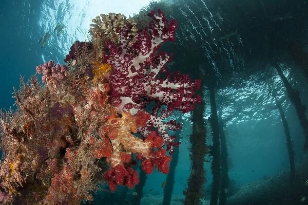 Soft corals adorn the legs of Arborek Jetty, Raja Ampat, Indonesia