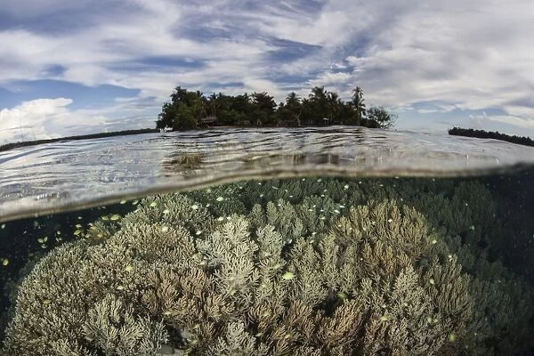 Soft corals thrive on a reef in the Solomon Islands