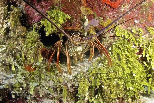 Spiny lobster hiding in the reef, Nassau, The Bahamas