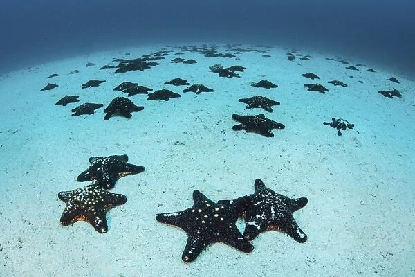 Starfish cover the sandy seafloor near Cocos Island, Costa Rica