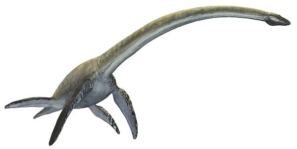 Styxosaurus marine reptile from the Cretaceous Period