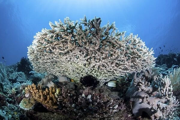 A table coral grows on a beautiful reef near Sulawesi, Indonesia