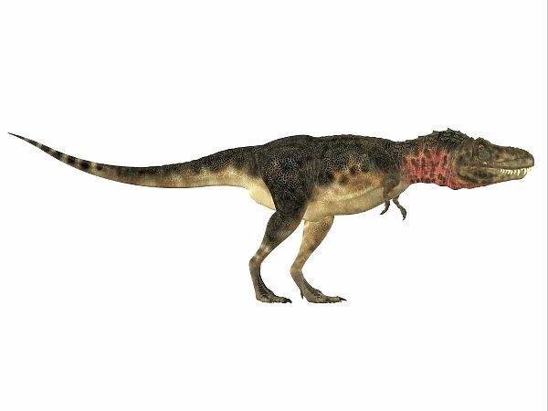 Tarbosaurus dinosaur, side view