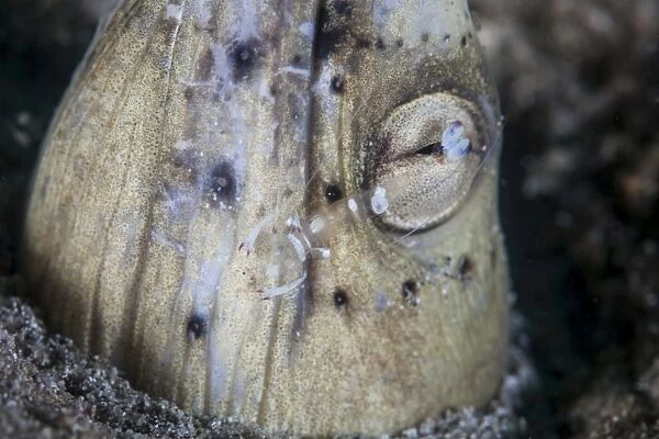A tiny cleaner shrimp removes parasites from a Black-finned snake eel