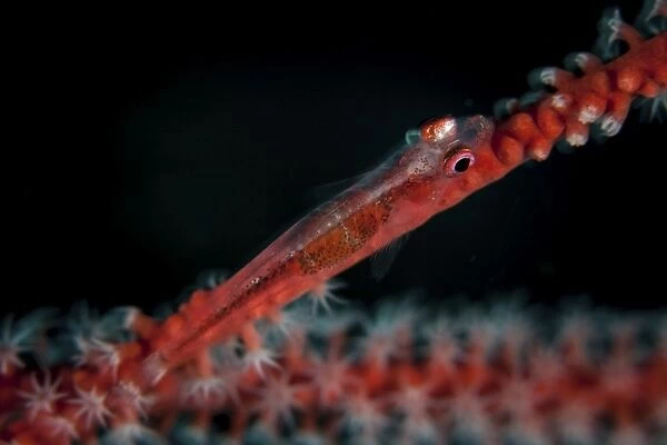 A tiny ghost goby lays on a gorgonian