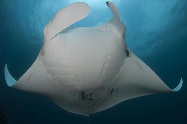 Underside view of a giant oceanic manta ray, Raja Ampat, Indonesia