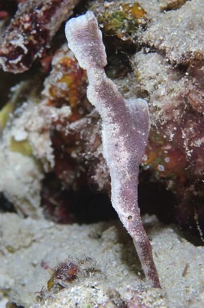 A velvet ghost pipefish, Solomon Islands