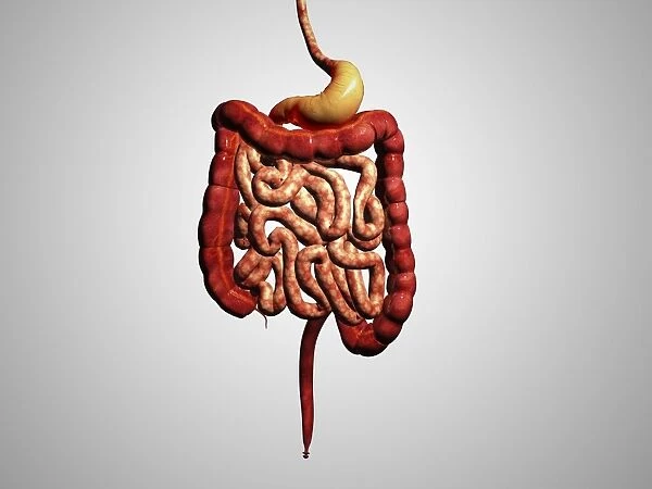 Front view of human digestive system