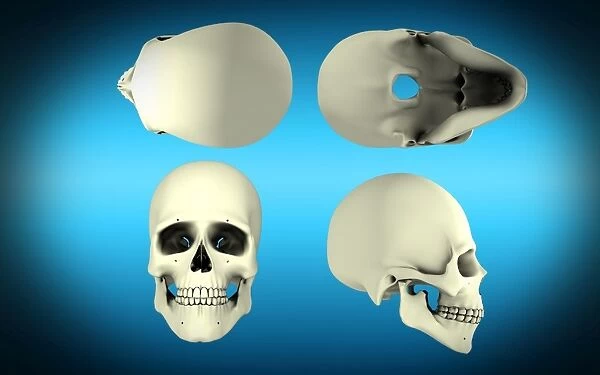 View of human skull from different angles