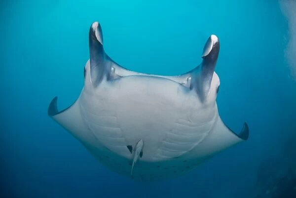 White-bellied giant oceanic manta ray, Palau, Micronesia