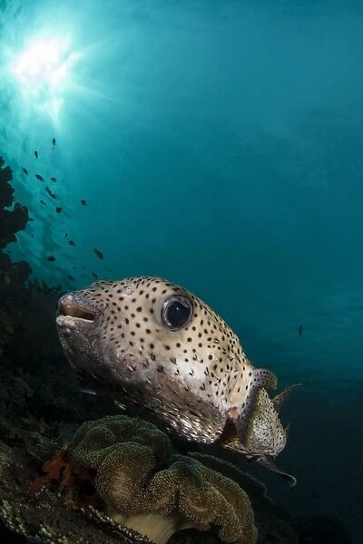 Wide-angle image of pufferfish, Raja Ampat, Indonesia