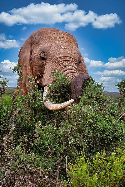African Elephant feeding