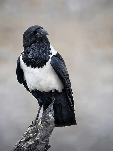 African Pied Crow Portrait