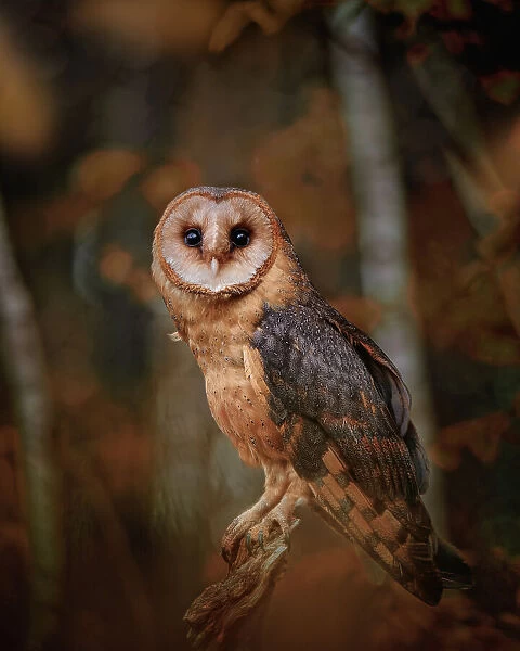 Barn owl in forest