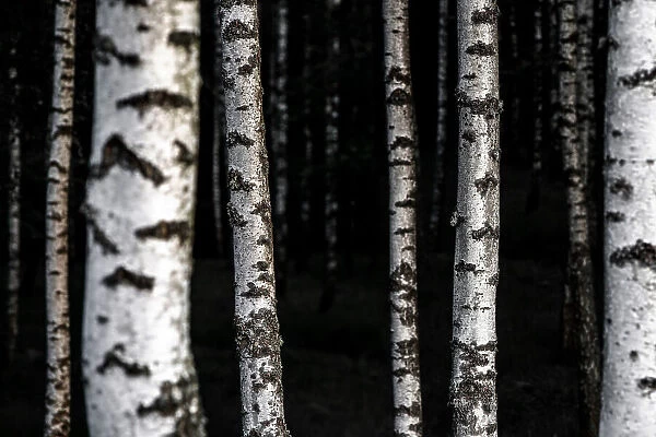 Birch Trees 8