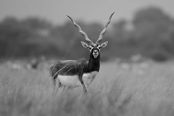 A Black Buck In Rajasthan