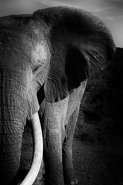 Black and White artistic image of an African Elephant