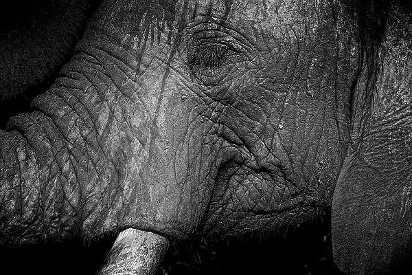 Black and White Close up of an Elephants face