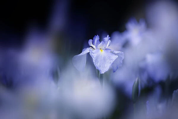 Blue glow. Takashi Suzuki