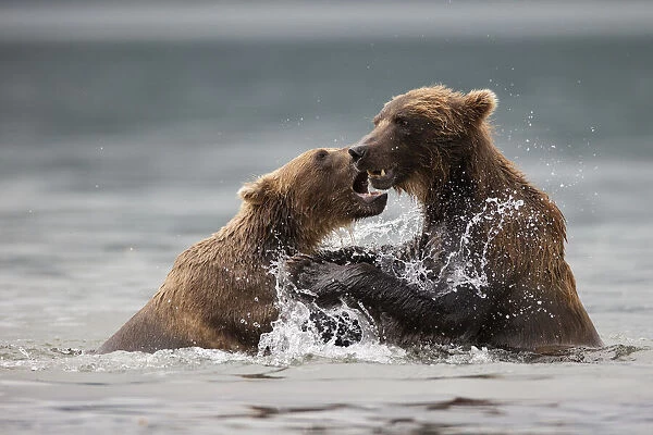 fight. Brown bears (Ursus arctos beringianus) fight in Kurile Lake