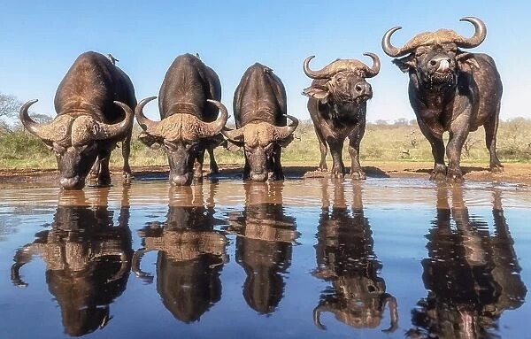 Buffaloes by the waterhole