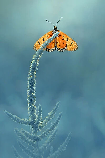 Butterfly on Top