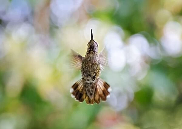 Calypte anna - Hummingbird