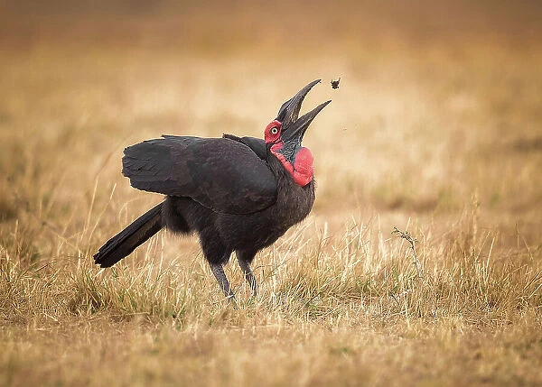 Catch it. Southern Ground-Hornbill is a bird that many people already know well