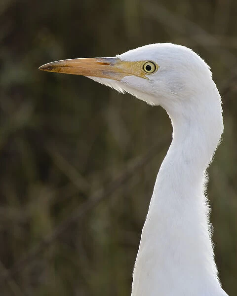 Cattle Egret (bird)