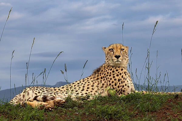 Cheetah. GENNARO DI NOTO