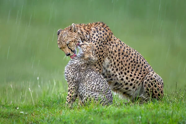 Cheetah with cub in the rain