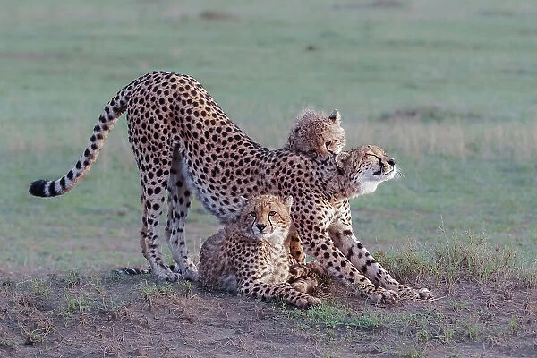 Cheetah family