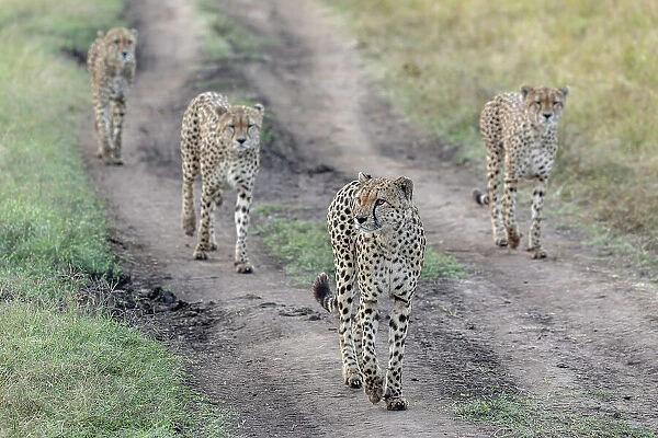 Cheetah's Gang