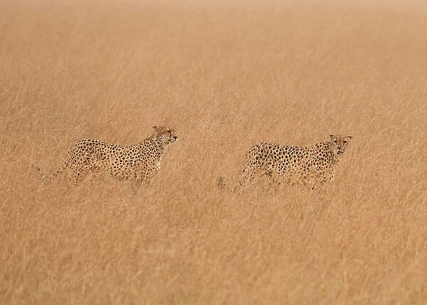Cheetahs Looking For Prey