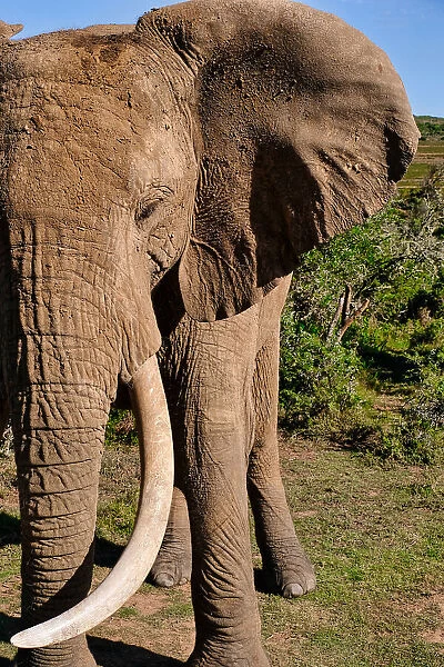 Close up of an African Elephant