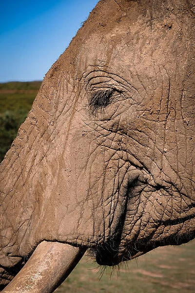 Close up of an elephants face