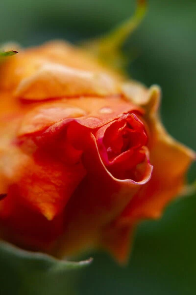 close-up of a rose