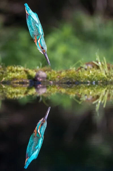 The Common Kingfisher, alcedo atthis