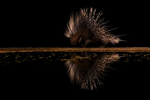 Crested Porcupine and it's reflection