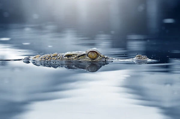 Crocodile - The Eye