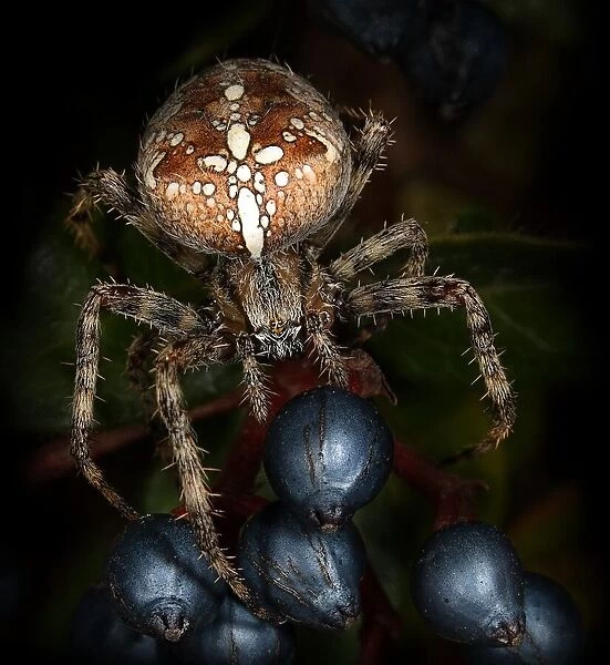 Cross-spider