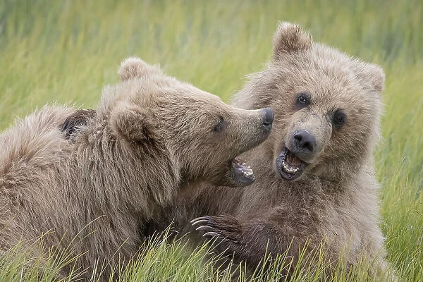 Cuddly as a Bear