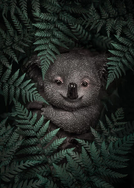 Cute Baby Koala