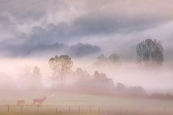 call of the deer in de mist