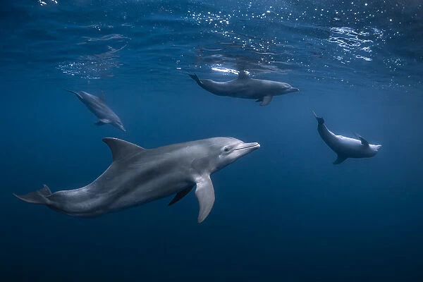 Dolphin gang