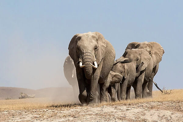 Elephant Family Journey to the Waterhole