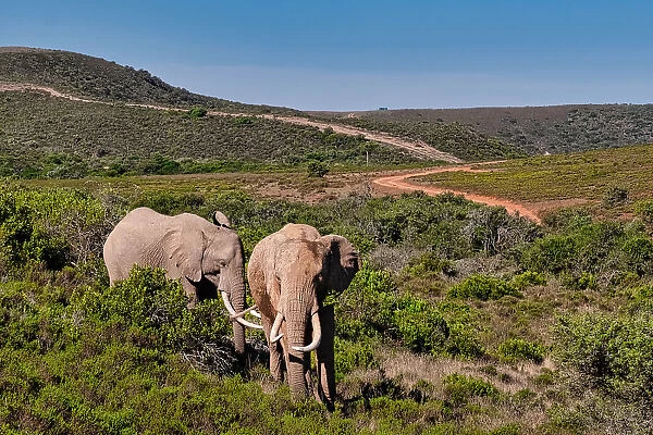 Elephants walking across the african bush