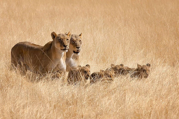 Family Outing